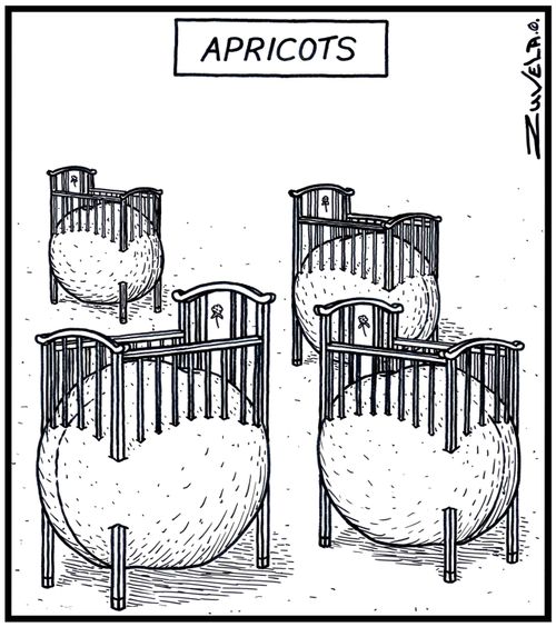 Apricots