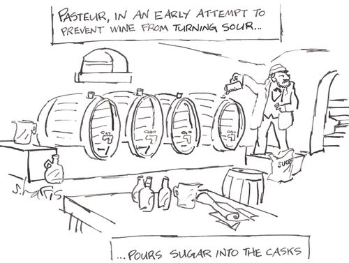 Pasteur, in an early attempt to prevent wine from turning sour...pours sugar into the casks.
