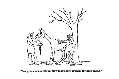 'Yes, yes, she's in estrus. Now move her forward, for gosh sakes!'
