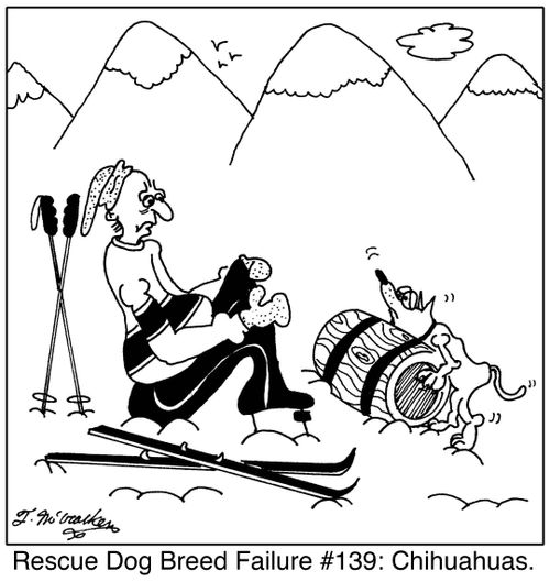 Rescue Dog Breed Failure #139: Chihuahuas.