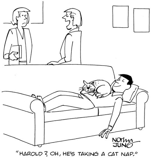 "Harold? Oh, he's taking a cat nap."