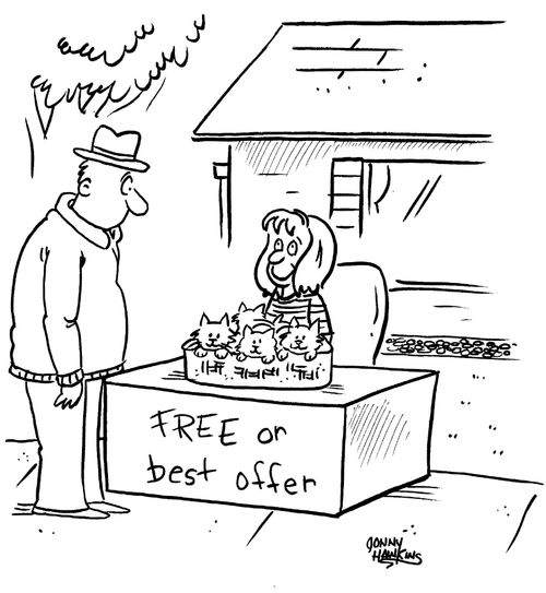 Man sees stand with kittens with sign, 'Free or best offer'.