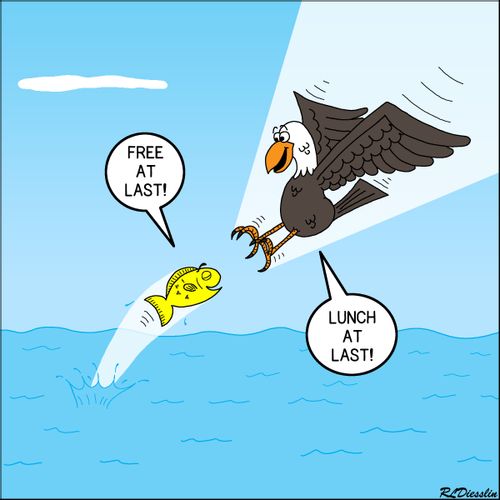 Fish verses bird perspective.