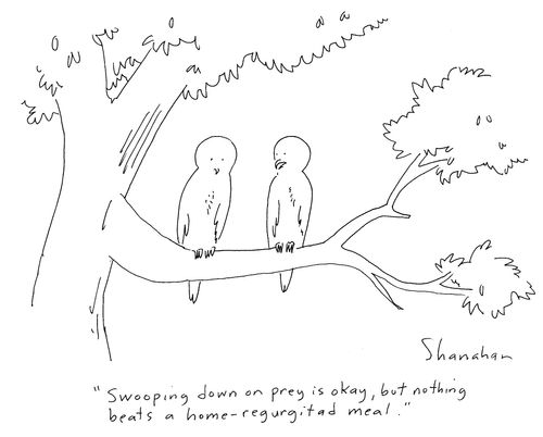 'Swooping down on prey is okay, but nothing beats a home-regurgitated meal.'