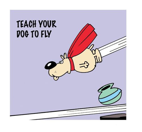 Never.....teach your dog to fly.