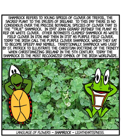 Shamrock refers to young springs of clover or trefoil, the sacred plant to the druids of Ireland...