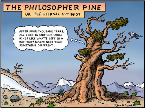 The Philosopher Pine, or, The Eternal Optimist.