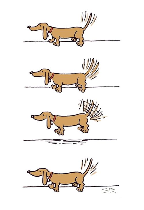 Flying Dachshund