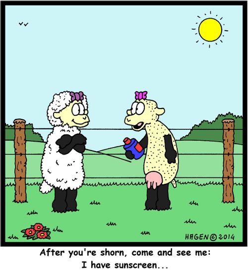 'After you're shorn, come and see me: I have sunscreen...'