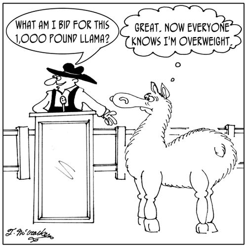  'What am I bid for this 1,000 pound llama?' The llama thinks; 'Great. Now EVERYONE knows I'm overweight.'