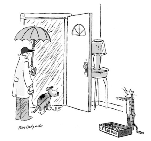 Cat laughing at dog having to go outside in the rain to go to the toilet.