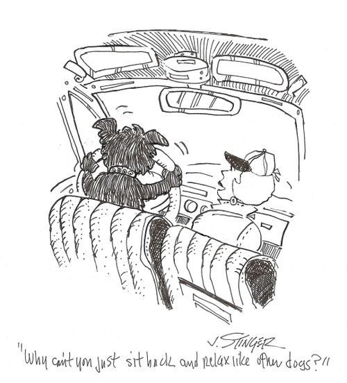'Why can't you just sit back and relax like other dogs?'