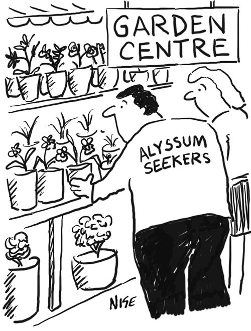 Customers seek Alyssum in Garden Centre.