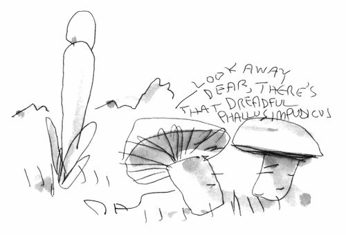 "Look away dear, there's that dreadful 'Phallus impudicus'"