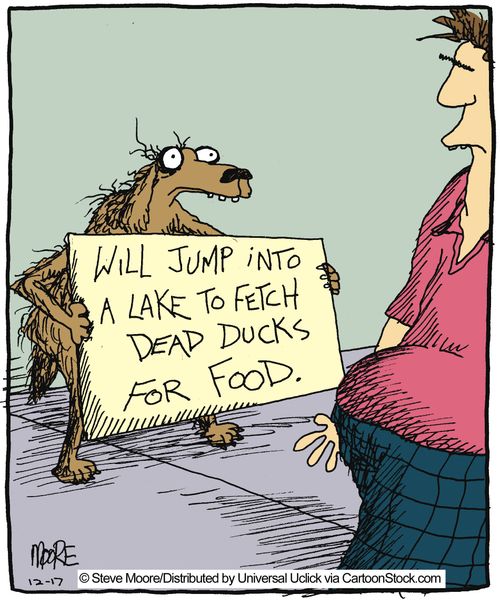 Will jump into a lake to fetch dead ducks for food.
