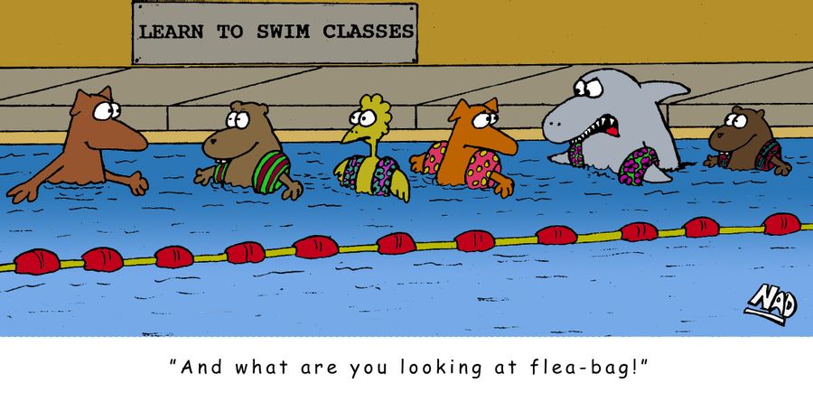 Shark having swimming lessons 'And what are you looking at flea bag!'