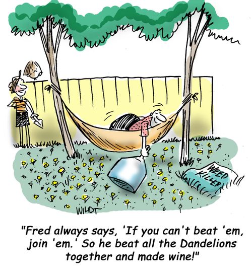 If you can't beat 'em, join 'em...so Fred beat all the Dandelions together and made wine!