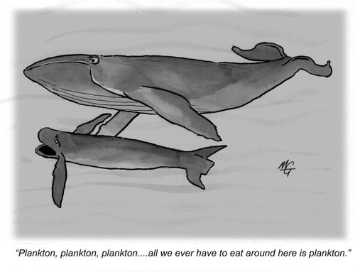 'Plankton, plankton, plankton...all we ever have to eat around here is plankton.'