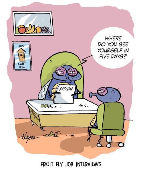 Fruit Fly Job Interviews