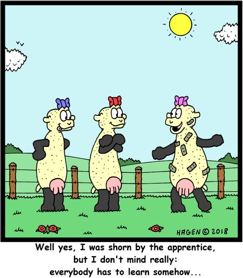 "Well yes, I was shorn by the apprentice, but I don't mind really: everybody has to learn somehow..."