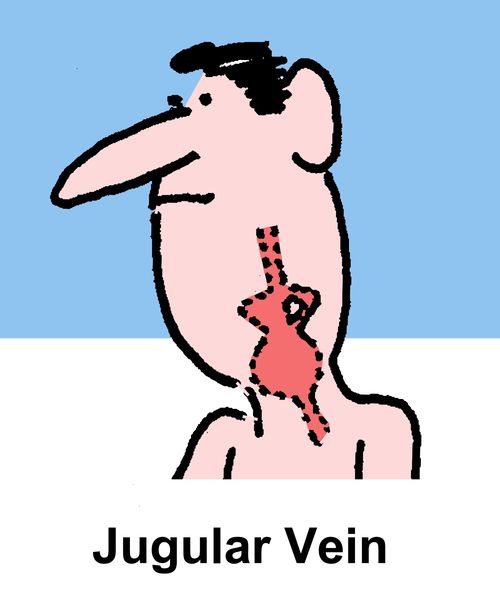 Jugular Vein