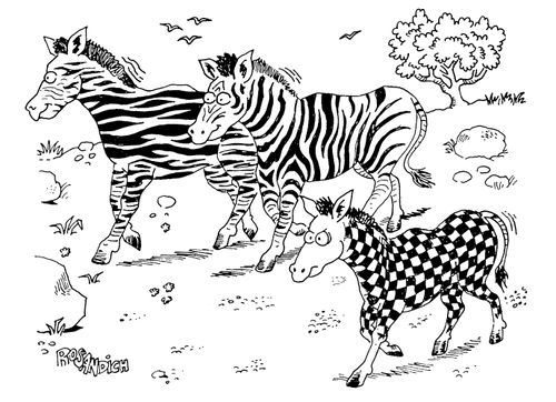 Checked zebra