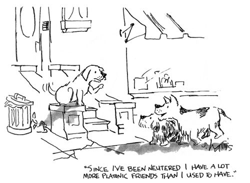 'Since I've been neutered I have a lot more platonic friends than I used to have.'