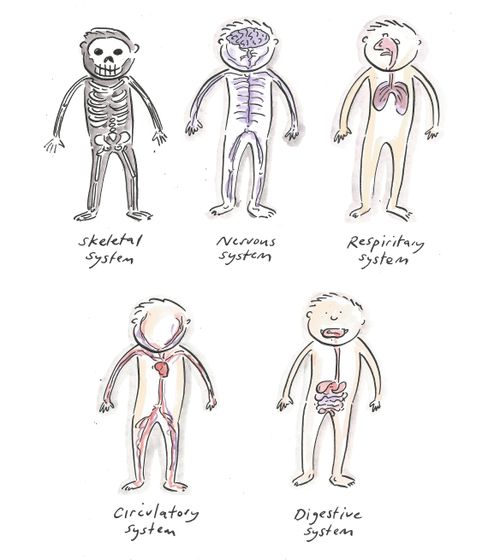 Body Systems