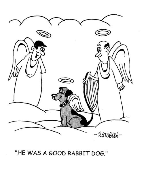 'He was a good rabbit dog.'