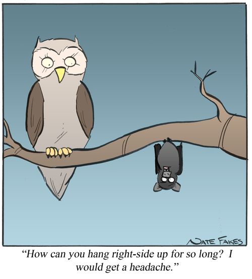 'How can you hang right-side up for so long? I would get a headache.'