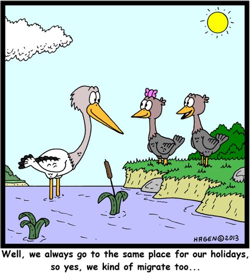 'Well, we always go to the same place for our holidays, so yes, we kind of migrate too...'