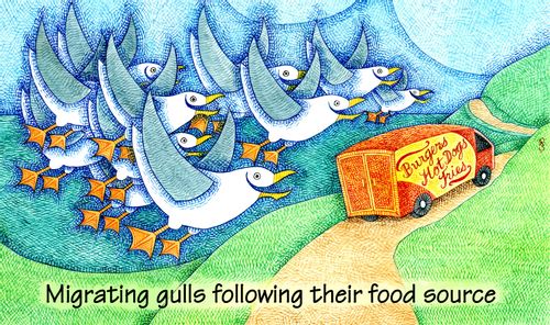 Migrating gulls following their food source - gulls following a burger van.
