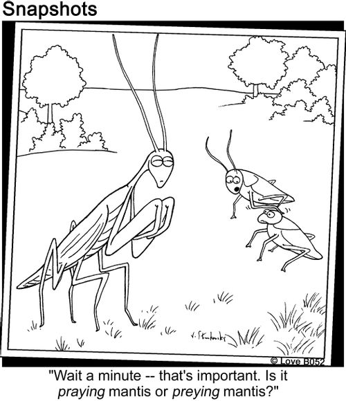 Praying Mantis.