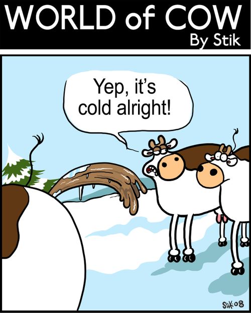 Cows looking at an bottom ice sculpture: 'Yep, it's cold alright!'