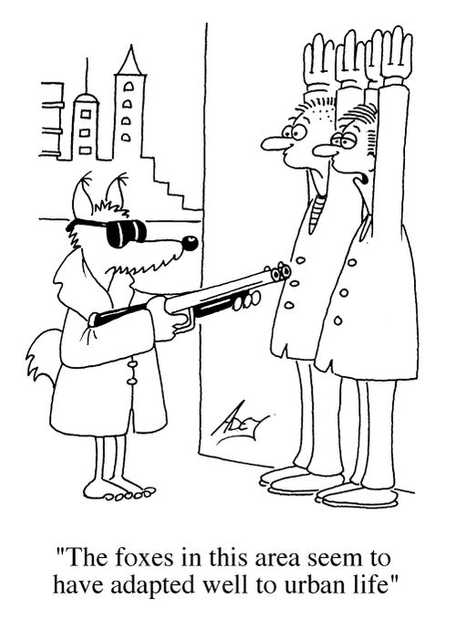 "The foxes in this area seem to have adapted well to urban life."
