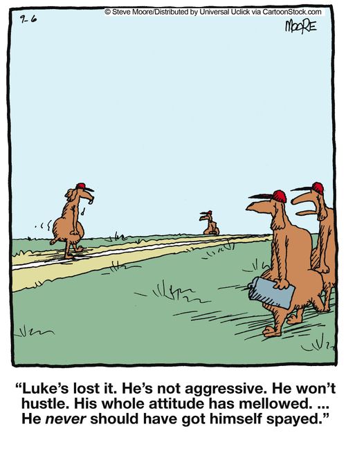 'Luke's lost it. He's not aggressive. He won't hustle. His whole attitude has mellowed. ... He never should have got himself spayed.'