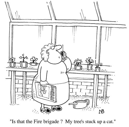 Bonsai Tree, " My Tree's stuck up a Cat."