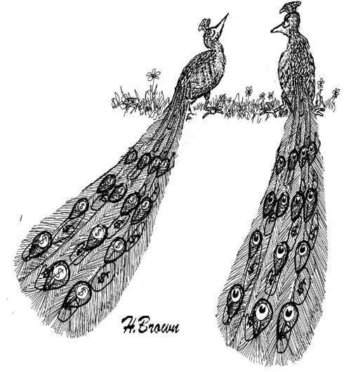 Wealthy Peacocks.