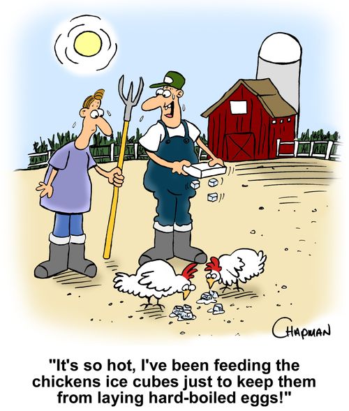 'It's so hot, I've been feeding the chickens ice cubes just to keep them from laying hard-boiled eggs!'