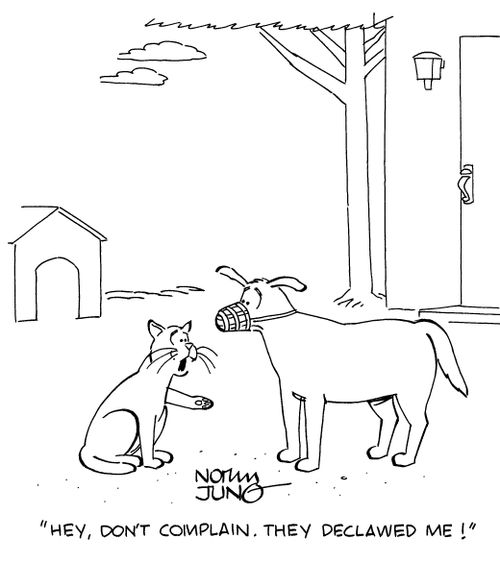 "Hey, don't complain. They declawed me!"