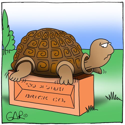 Tortoise on brick.