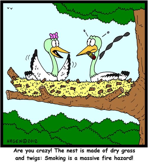 'Are you crazy! The nest is made of dry grass and twigs: Smoking is a massive fire harzard!'