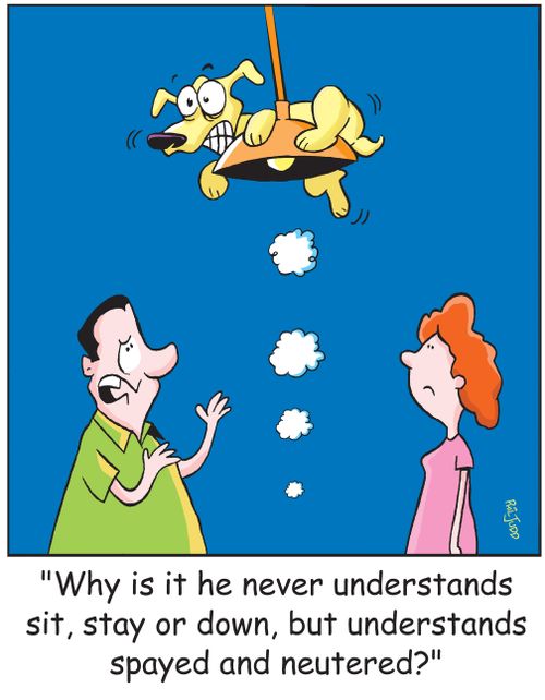 'Why is it he never understands sit , stay or down, but understands spayed and neutered?'