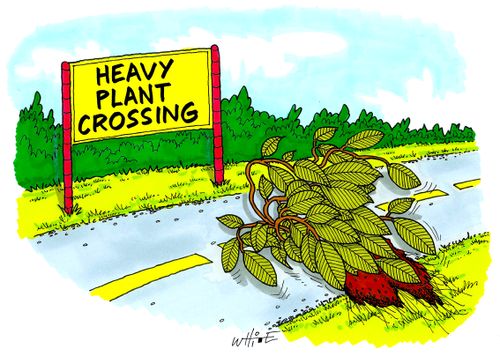 heavy plant crossing