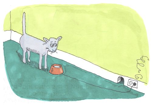 Cat with electrified water bowl.