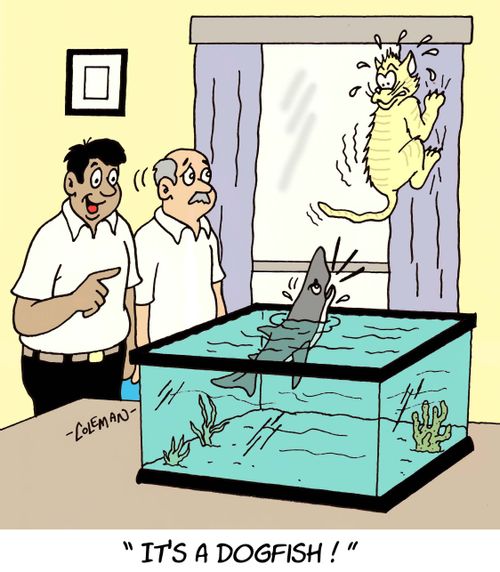It's a dog fish!