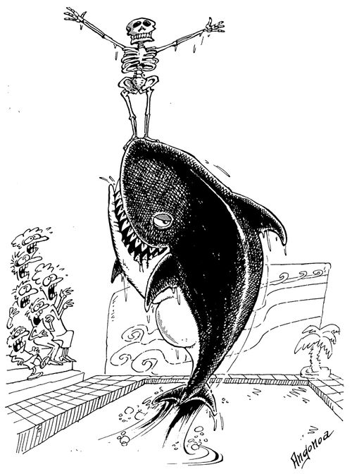 Killer whale with dead trainer
