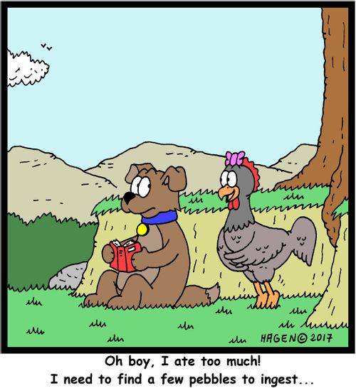 "Oh boy, I ate too much! I need to find a few pebbles to ingest..."