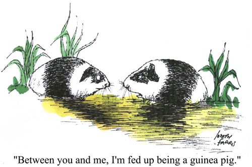 'Between you and me, I'm fed up being a guinea pig.'