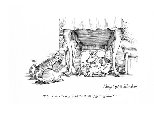 'What is it with dogs and the thrill of getting caught?'